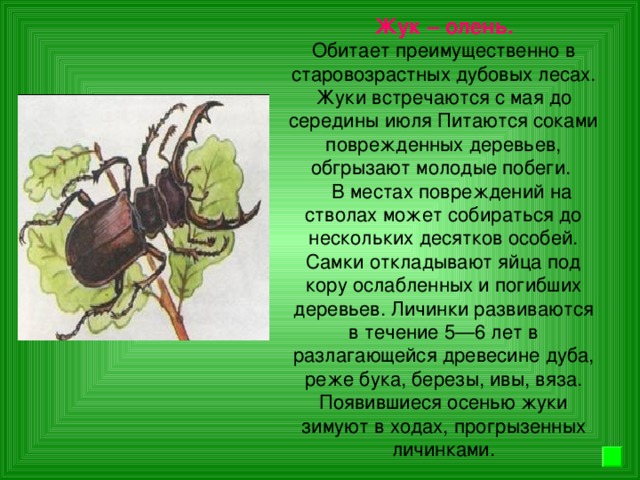 Жук – олень. Обитает преимущественно в старовозрастных дубовых лесах. Жуки встречаются с мая до середины июля Питаются соками поврежденных деревьев, обгрызают молодые побеги.  В местах повреждений на стволах может собираться до нескольких десятков особей. Самки откладывают яйца под кору ослабленных и погибших деревьев. Личинки развиваются в течение 5—6 лет в разлагающейся древесине дуба, реже бука, березы, ивы, вяза. Появившиеся осенью жуки зимуют в ходах, прогрызенных личинками.