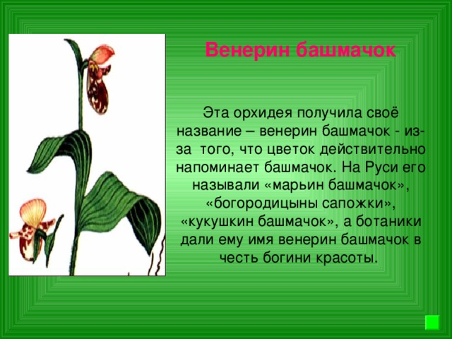 Венерин башмачок Эта орхидея получила своё название – венерин башмачок - из-за того, что цветок действительно напоминает башмачок. На Руси его называли «марьин башмачок», «богородицыны сапожки», «кукушкин башмачок», а ботаники дали ему имя венерин башмачок в честь богини красоты.