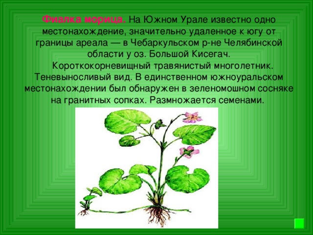 Фиалка морица. На Южном Урале известно одно местонахождение, значительно удаленное к югу от границы ареала — в Чебаркульском р-не Челябинской области у оз. Большой Кисегач.  Короткокорневищный травянистый многолетник. Теневыносливый вид. В единственном южноуральском местонахождении был обнаружен в зеленомошном сосняке на гранитных сопках. Размножается семенами.