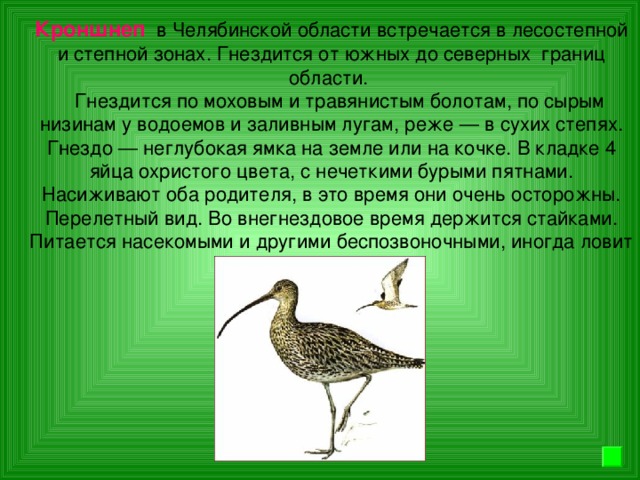 Кроншнеп в Челябинской области встречается в лесостепной и степной зонах. Гнездится от южных до северных границ области.  Гнездится по моховым и травянистым болотам, по сырым низинам у водоемов и заливным лугам, реже — в сухих степях. Гнездо — неглубокая ямка на земле или на кочке. В кладке 4 яйца охристого цвета, с нечеткими бурыми пятнами. Насиживают оба родителя, в это время они очень осторожны. Перелетный вид. Во внегнездовое время держится стайками. Питается насекомыми и другими беспозвоночными, иногда ловит ящериц и лягушек.