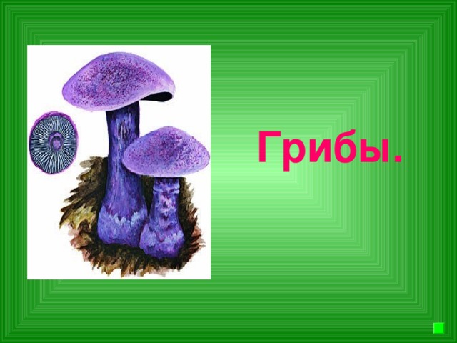 Грибы.