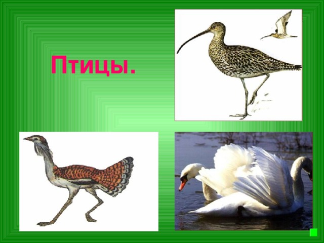 Птицы.