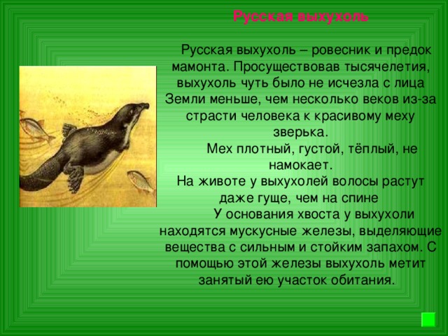 Русская выхухоль    Русская выхухоль – ровесник и предок мамонта. Просуществовав тысячелетия, выхухоль чуть было не исчезла с лица Земли меньше, чем несколько веков из-за страсти человека к красивому меху зверька.  Мех плотный, густой, тёплый, не намокает. На животе у выхухолей волосы растут даже гуще, чем на спине  У основания хвоста у выхухоли находятся мускусные железы, выделяющие вещества с сильным и стойким запахом. С помощью этой железы выхухоль метит занятый ею участок обитания.