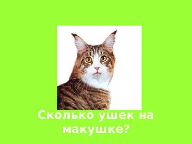 Сколько ушек на макушке?