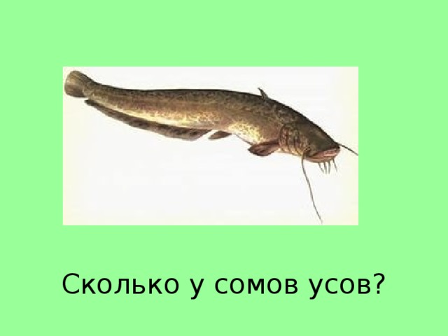 Сколько у сомов усов?