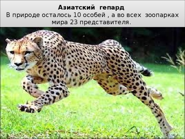 Азиатский гепард  В природе осталось 10 особей , а во всех зоопарках мира 23 представителя.