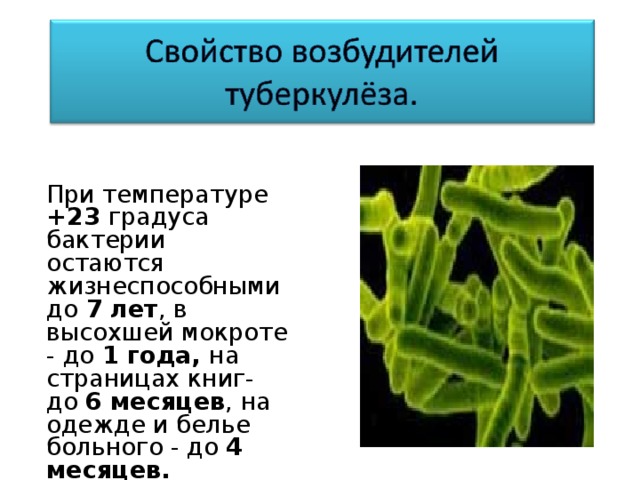 Туберкулез биология