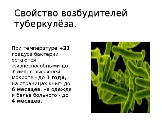 Туберкулез возбудитель бактерия