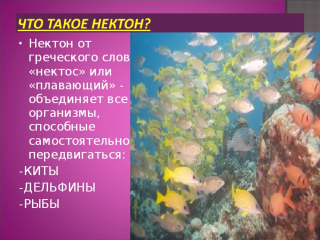 Нектон от греческого слова «нектос» или «плавающий» - объединяет все организмы, способные самостоятельно передвигаться: