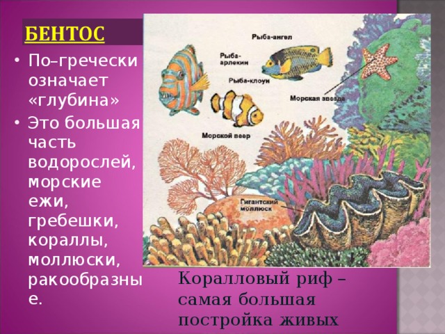 По–гречески означает «глубина» Это большая часть водорослей, морские ежи, гребешки, кораллы, моллюски, ракообразные.