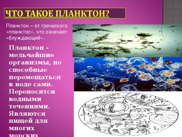 Планктон – от греческого «планктос», что означает «блуждающий». Планктон – мельчайшие организмы, не способные перемещаться в воде сами. Переносятся водными течениями. Являются пищей для многих морских обитателей.