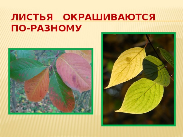 Листья окрашиваются по-разному