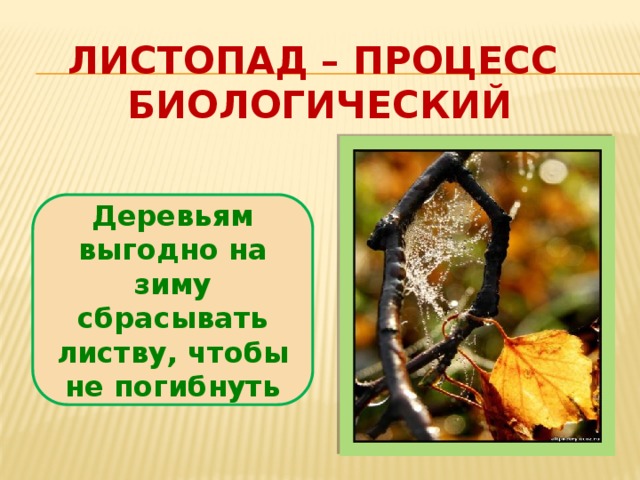 Листопад – процесс биологический Деревьям выгодно на зиму сбрасывать листву, чтобы не погибнуть