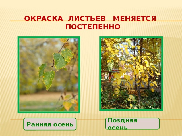 Окраска листьев меняется постепенно Ранняя осень Поздняя осень