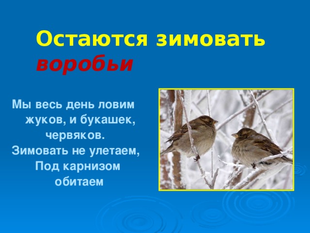 Остаются зимовать воробьи Мы весь день ловим  жуков, и букашек,  червяков. Зимовать не улетаем, Под карнизом обитаем