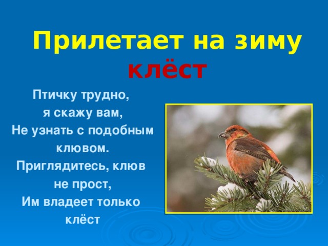 Прилетает на зиму клёст Птичку трудно, я скажу вам, Не узнать с подобным клювом. Приглядитесь, клюв не прост, Им владеет только клёст