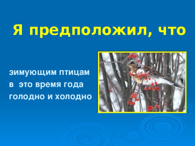 Я предположил, что зимующим птицам в это время года голодно и холодно