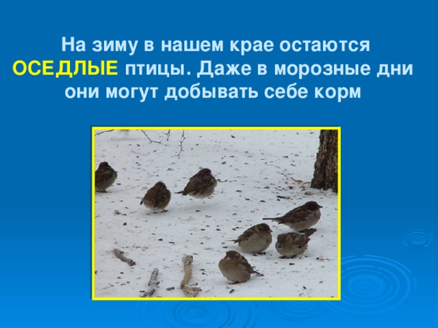 На зиму в нашем крае остаются ОСЕДЛЫЕ птицы. Даже в морозные дни они могут добывать себе корм