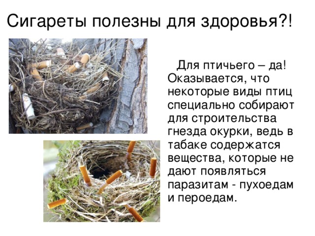 Сигареты полезны для здоровья?!  Для птичьего – да! Оказывается, что некоторые виды птиц специально собирают для строительства гнезда окурки, ведь в табаке содержатся вещества, которые не дают появляться паразитам - пухоедам и пероедам.