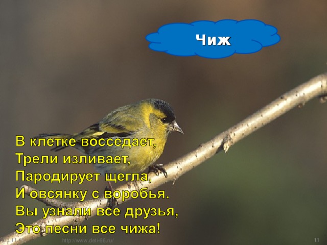 Чиж 03.11.16  http://www.deti-66.ru/