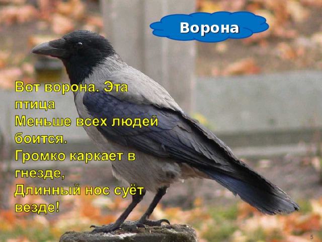 Ворона 03.11.16  http://www.deti-66.ru/