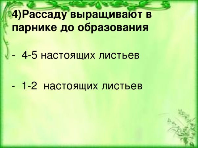 4)Рассаду выращивают в парнике до образования   - 4-5 настоящих листьев    - 1-2 настоящих листьев