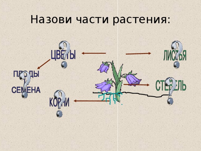 Назови части растения: