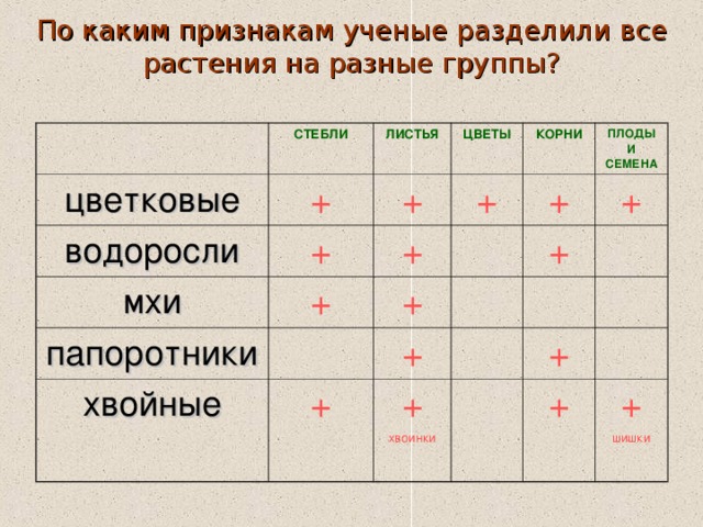 По каким признакам ученые разделили все растения на разные группы? СТЕБЛИ цветковые + ЛИСТЬЯ водоросли мхи + + ЦВЕТЫ + + КОРНИ + папоротники ПЛОДЫ И СЕМЕНА + + хвойные + + + + + хвоинки + + + шишки