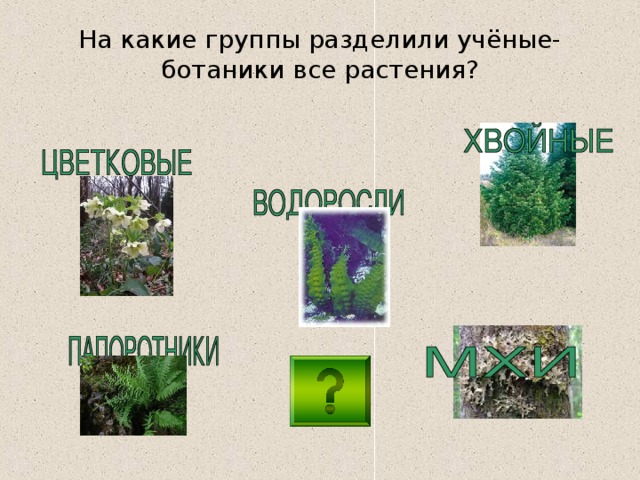 На какие группы разделены