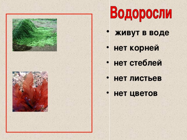 живут в воде  нет корней  нет стеблей  нет листьев  нет цветов