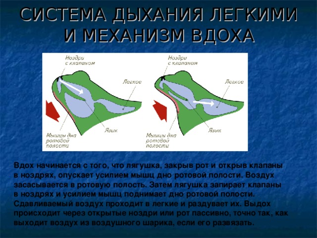 СИСТЕМА ДЫХАНИЯ ЛЕГКИМИ И МЕХАНИЗМ ВДОХА Вдох начинается с того, что лягушка, закрыв рот и открыв клапаны в ноздрях, опускает усилием мышц дно ротовой полости. Воздух засасывается в ротовую полость. Затем лягушка запирает клапаны в ноздрях и усилием мышц поднимает дно ротовой полости. Сдавливаемый воздух проходит в легкие и раздувает их. Выдох происходит через открытые ноздри или рот пассивно, точно так, как выходит воздух из воздушного шарика, если его развязать.