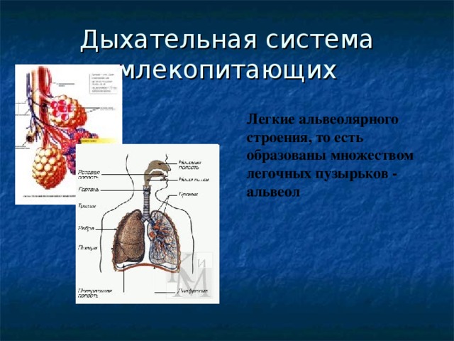 Дыхательная система млекопитающих Легкие альвеолярного строения, то есть образованы множеством легочных пузырьков - альвеол