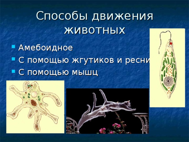 Презентация на тему способы передвижения животных полости тела 7 класс