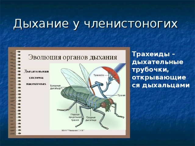 Трахеиды – дыхательные трубочки, открывающиеся дыхальцами