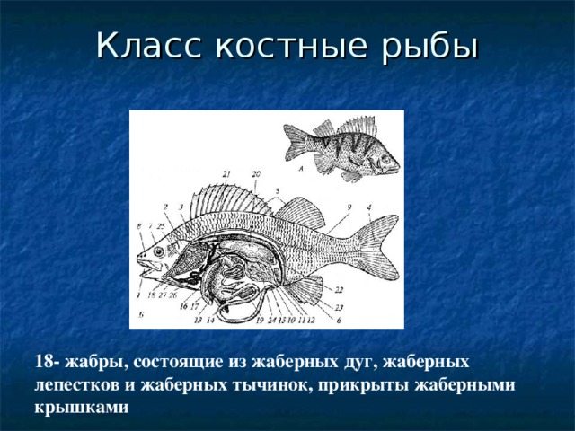 18- жабры, состоящие из жаберных дуг, жаберных лепестков и жаберных тычинок, прикрыты жаберными крышками