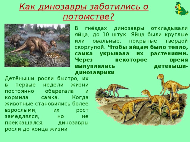 Как динозавры заботились о потомстве? В гнёздах динозавры откладывали яйца, до 10 штук. Яйца были круглые или овальные, покрытые твёрдой скорлупой. Чтобы яйцам было тепло, самка укрывала их растениями. Через некоторое время вылуплялись детеныши-динозаврики Детёныши росли быстро, их в первые недели жизни постоянно оберегала и кормила самка. Когда животные становились более взрослыми, их рост замедлялся, но не прекращался, динозавры росли до конца жизни