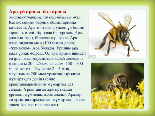 Ара , үй арасы , бал арасы – жарғаққанаттылар отрядының өкілі . Қазақстанның барлық облыстарында кездеседі. Ара топталып, үлкен ұя болып тіршілік етеді. Бір ұяда бір ұрғашы Ара. (аналық Ара), бірнеше жүз еркек Ара және ондаған мың (100 мыңға дейін) «жұмысшы» Ара болады. Ұрғашы ара ұяда ұрпақ өсіреді. Ол аралардың ішіндегі ең ірісі, жыл маусымына қарай денесінің ұзындығы 20 – 25 мм, ал салм. 150 – 300 мг-ге жетеді. Тәулігіне 2 – 3 мың, маусымына 200 мың ұрықтандырылған жұмыртқаға дейін (кейде ұрықтандырылмаған жұмыртқа да) салады. Ұрықтанған жұмыртқадан ұрғашы, жұмысшы және аналық Аралар, ал ұрықтандырылмаған жұмыртқадан тек еркек Аралар ғана шығады.