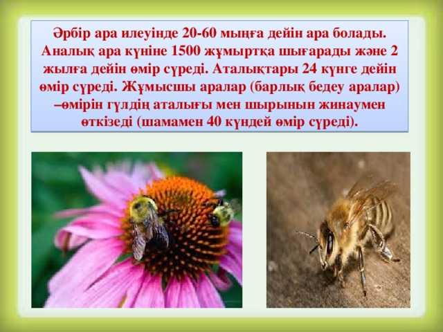 Әрбір ара илеуінде 20-60 мыңға дейін ара болады. Аналық ара күніне 1500 жұмыртқа шығарады және 2 жылға дейін өмір сүреді. Аталықтары 24 күнге дейін өмір сүреді. Жұмысшы аралар (барлық бедеу аралар) –өмірін гүлдің аталығы мен шырынын жинаумен өткізеді (шамамен 40 күндей өмір сүреді).