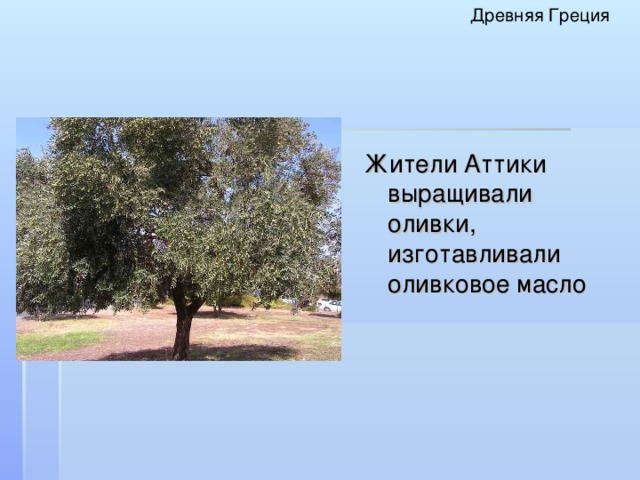 Древняя Греция Жители Аттики выращивали оливки, изготавливали оливковое масло