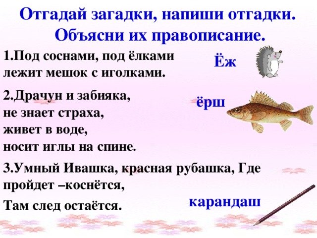 Отгадай загадки, напиши отгадки.  Объясни их правописание. 1.Под соснами, под ёлками лежит мешок с иголками. Ёж 2.Драчун и забияка, не знает страха, живет в воде, носит иглы на спине . ёрш 3.Умный Ивашка, красная рубашка, Где пройдет –коснётся, карандаш Там след остаётся.