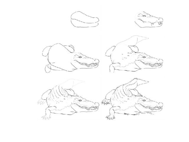 Как нарисовать крокодила поэтапно