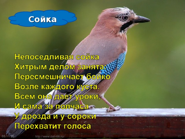 Сойка 03.11.16  http://www.deti-66.ru/