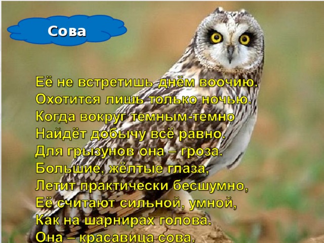 Сова 03.11.16  http://www.deti-66.ru/