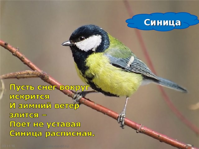 Синица 03.11.16  http://www.deti-66.ru/