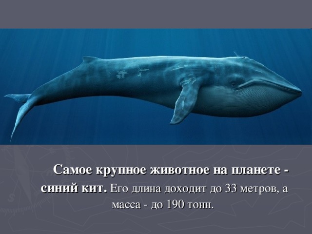 Самое крупное животное на планете - синий кит. Его длина доходит до 33 метров, а масса - до 190 тонн.