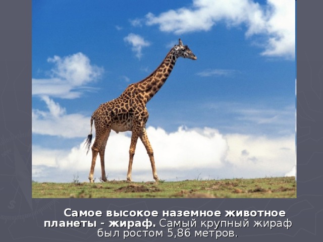 Самое высокое наземное животное планеты - жираф.  Самый крупный жираф был ростом 5,86 метров.