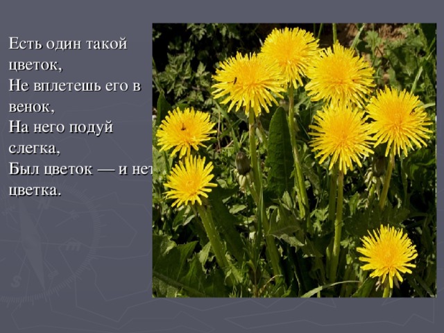 Есть один такой цветок,  Не вплетешь его в венок,  На него подуй слегка,  Был цветок — и нет цветка.