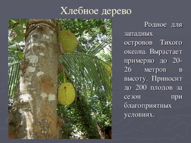 Хлебное дерево  Родное для западных островов Тихого океана. Вырастает примерно до 20-26 метров в высоту. Приносит до 200 плодов за сезон при благоприятных условиях.