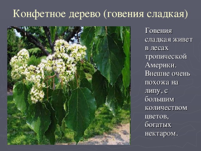 Конфетное дерево (говения сладкая)  Говения сладкая живет в лесах тропической Америки. Внешне очень похожа на липу, с большим количеством цветов, богатых нектаром .