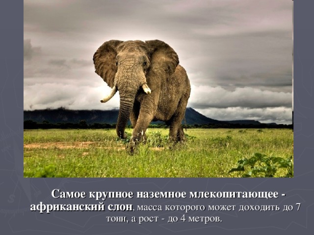 Самое крупное наземное млекопитающее - африканский слон , масса которого может доходить до 7 тонн, а рост - до 4 метров.